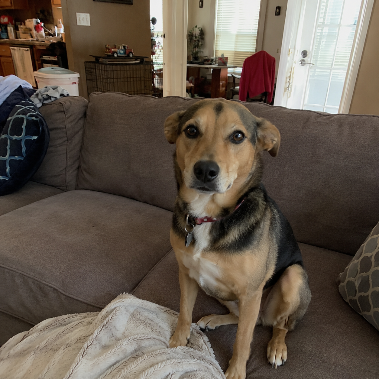 Petra's dog